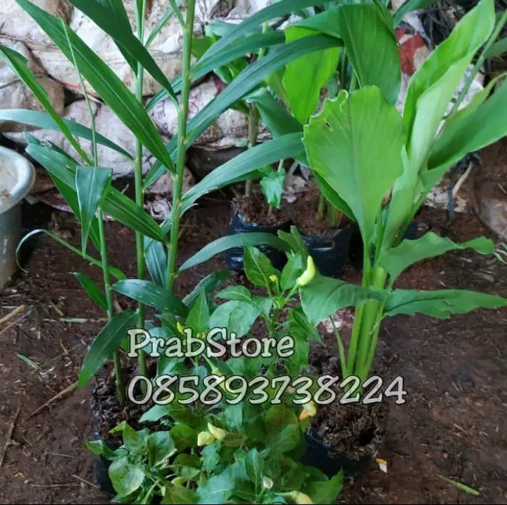 Detail Gambar Jahe Kunyit Cabe Terong Gambar Kunyit Nomer 46