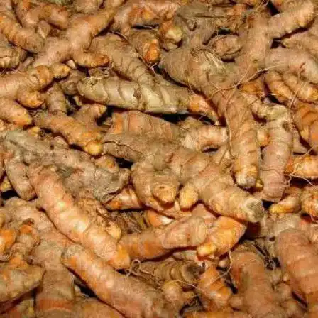 Detail Gambar Jahe Kunyit Cabe Terong Gambar Kunyit Nomer 50