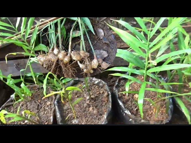 Detail Gambar Jahe Kunyit Cabe Terong Gambar Kunyit Nomer 57