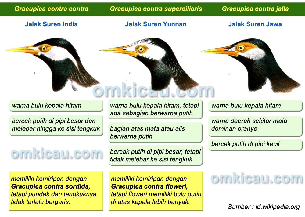 Detail Gambar Jalak Suren Jantan Anakan Nomer 11