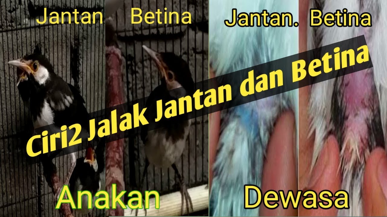 Detail Gambar Jalak Suren Jantan Anakan Nomer 9