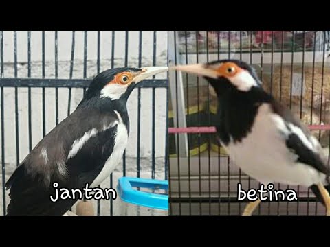 Detail Gambar Jalak Suren Jantan Dan Betina Nomer 21