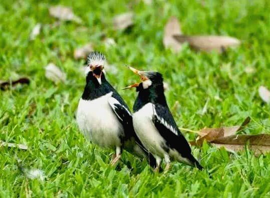 Detail Gambar Jalak Suren Jantan Dan Betina Nomer 34