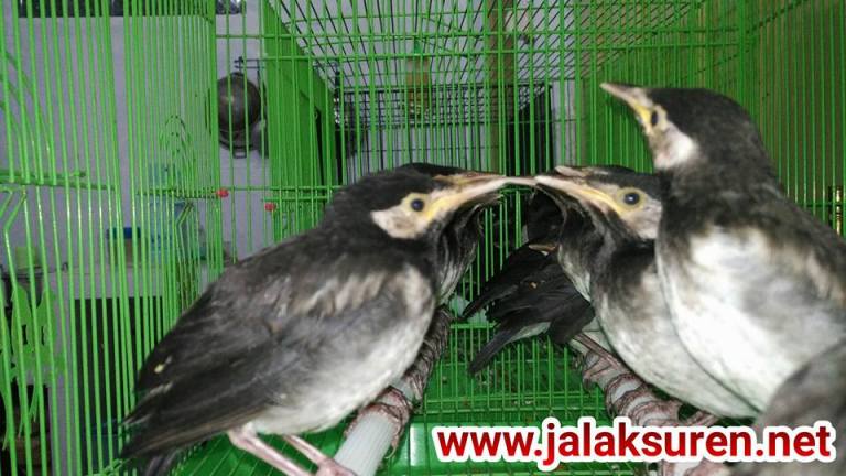 Detail Gambar Jalak Suren Jantan Dan Betina Nomer 43