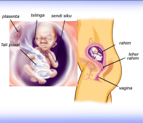 Detail Gambar Jalan Lahir Bayi Nomer 30