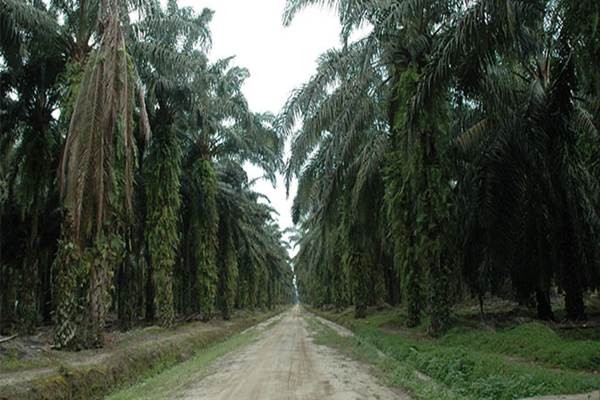 Detail Gambar Jalan Yang Ada Di Perkebunan Besar Nomer 13