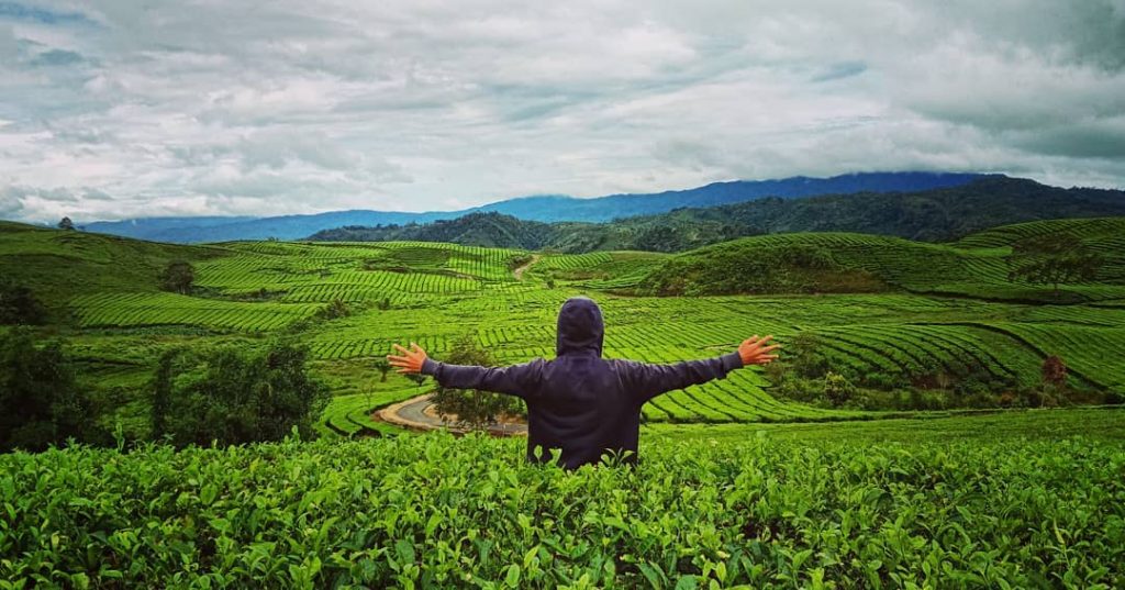 Detail Gambar Jalan Yang Ada Di Perkebunan Besar Nomer 19