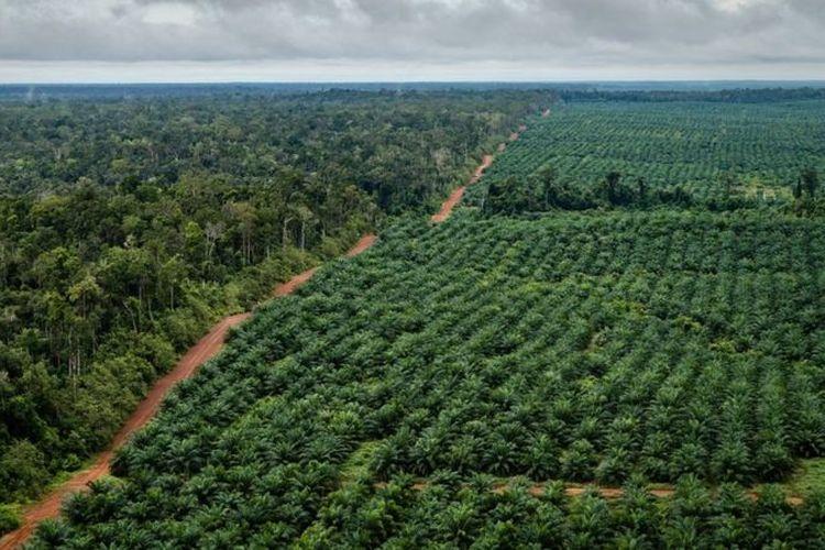 Detail Gambar Jalan Yang Ada Di Perkebunan Besar Nomer 3