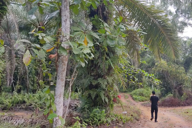 Detail Gambar Jalan Yang Ada Di Perkebunan Besar Nomer 21