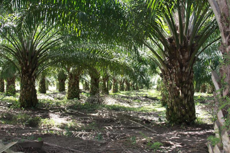 Detail Gambar Jalan Yang Ada Di Perkebunan Besar Nomer 34