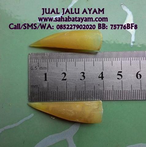 Detail Gambar Jalu Ayam Nomer 47