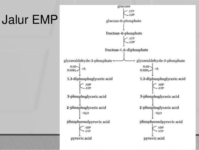 Detail Gambar Jalur Emp Nomer 6