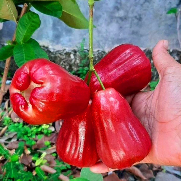 Detail Gambar Jambu Air Merah Nomer 20