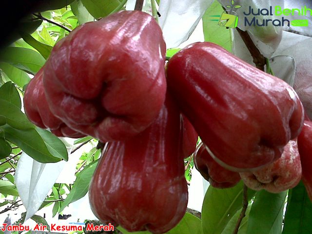 Detail Gambar Jambu Air Merah Nomer 29