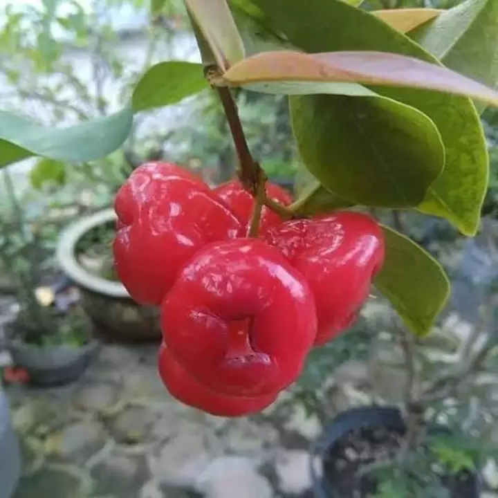 Detail Gambar Jambu Air Merah Nomer 32