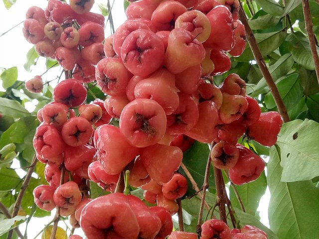 Detail Gambar Jambu Air Merah Nomer 38