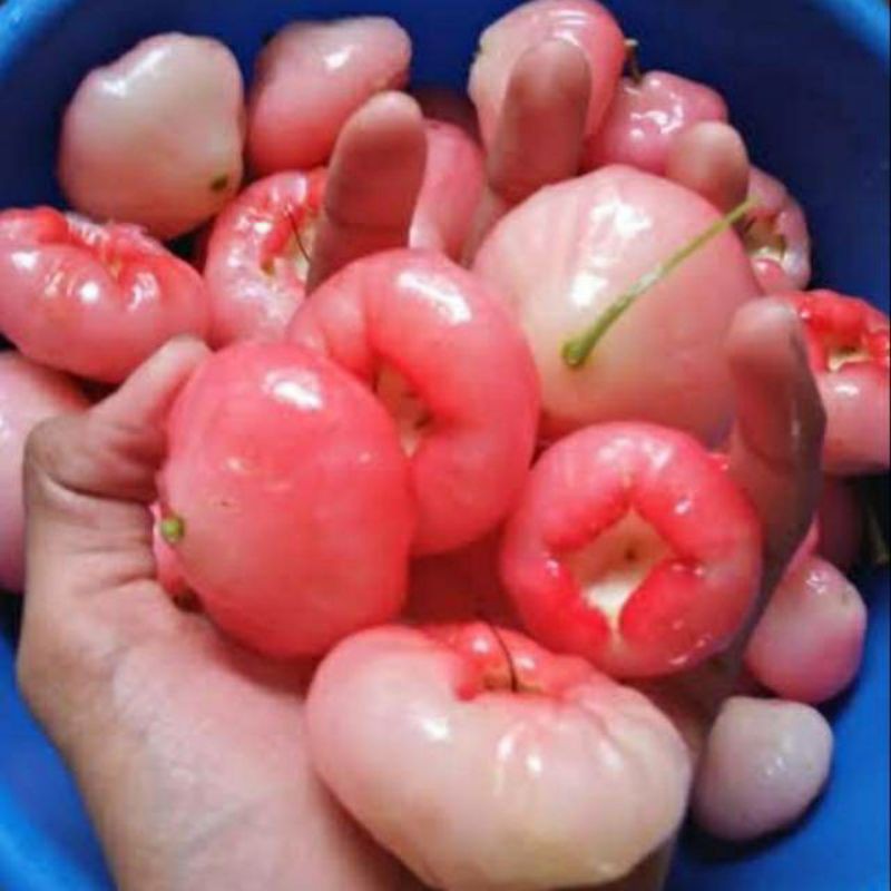 Detail Gambar Jambu Air Merah Nomer 50