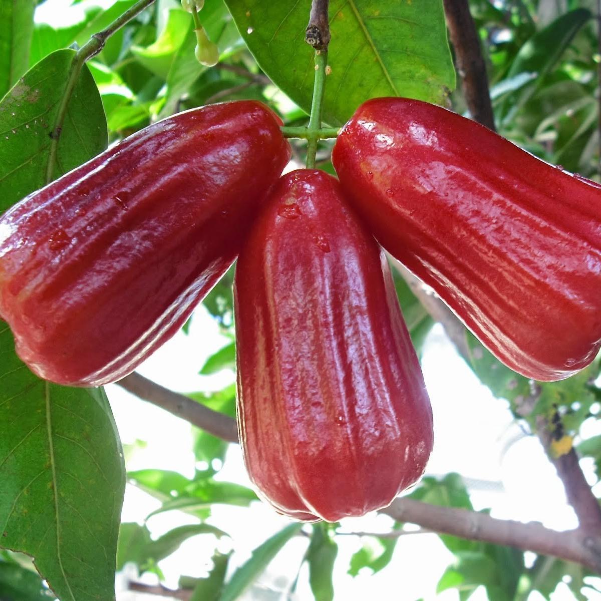 Detail Gambar Jambu Air Merah Nomer 8