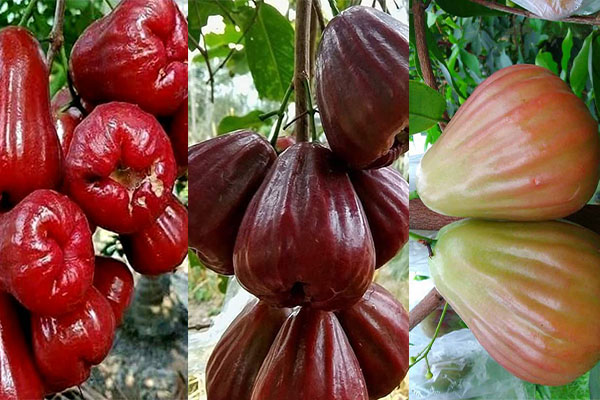 Detail Gambar Jambu Merah Nomer 38