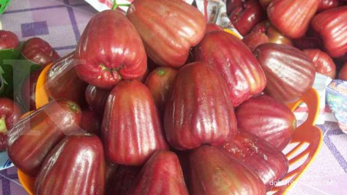 Detail Gambar Jambu Merah Nomer 42