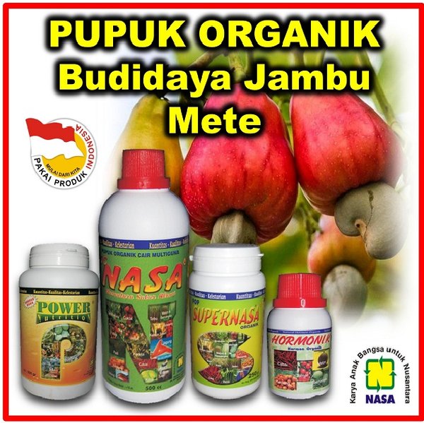 Detail Gambar Jambu Mete Nomer 43