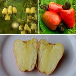 Detail Gambar Jambu Mete Dan Bagiannya Nomer 20