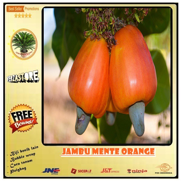 Detail Gambar Jambu Mete Dan Bagiannya Nomer 25