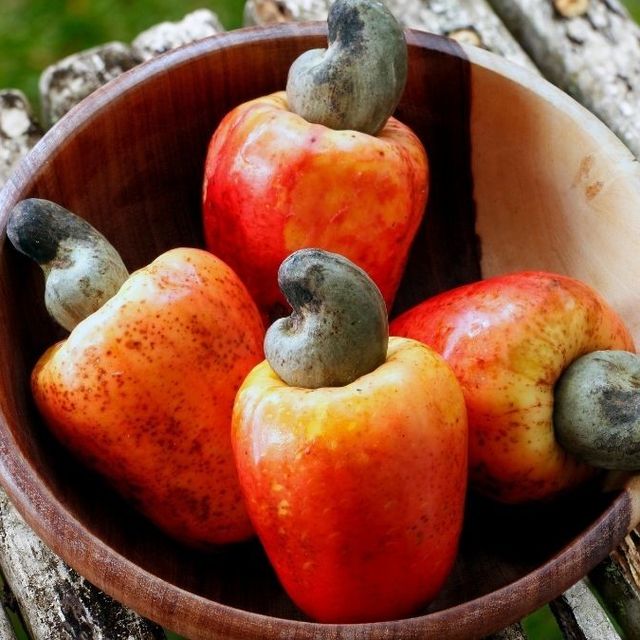 Gambar Jambu Monyet Lucu - KibrisPDR