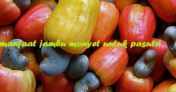 Detail Gambar Jambu Monyet Lucu Nomer 16