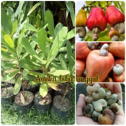 Detail Gambar Jambu Monyet Lucu Nomer 45