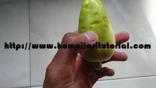 Detail Gambar Jambu Monyet Lucu Nomer 47