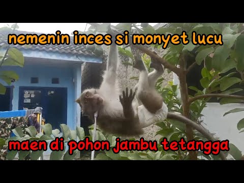 Detail Gambar Jambu Monyet Lucu Nomer 48