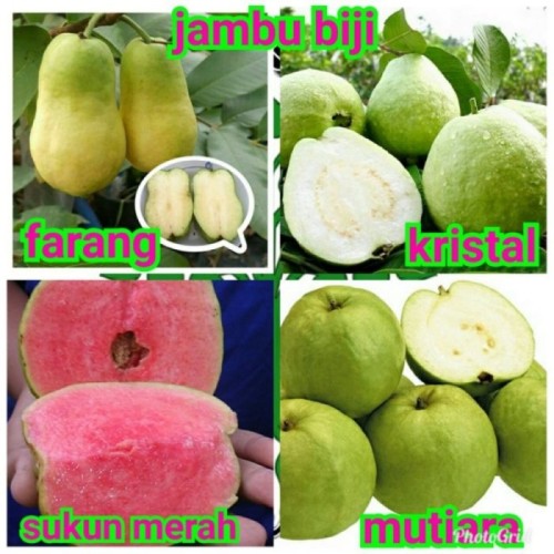 Detail Gambar Jambu Mutiara Nomer 10