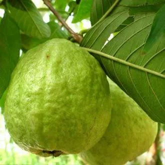 Detail Gambar Jambu Mutiara Nomer 13