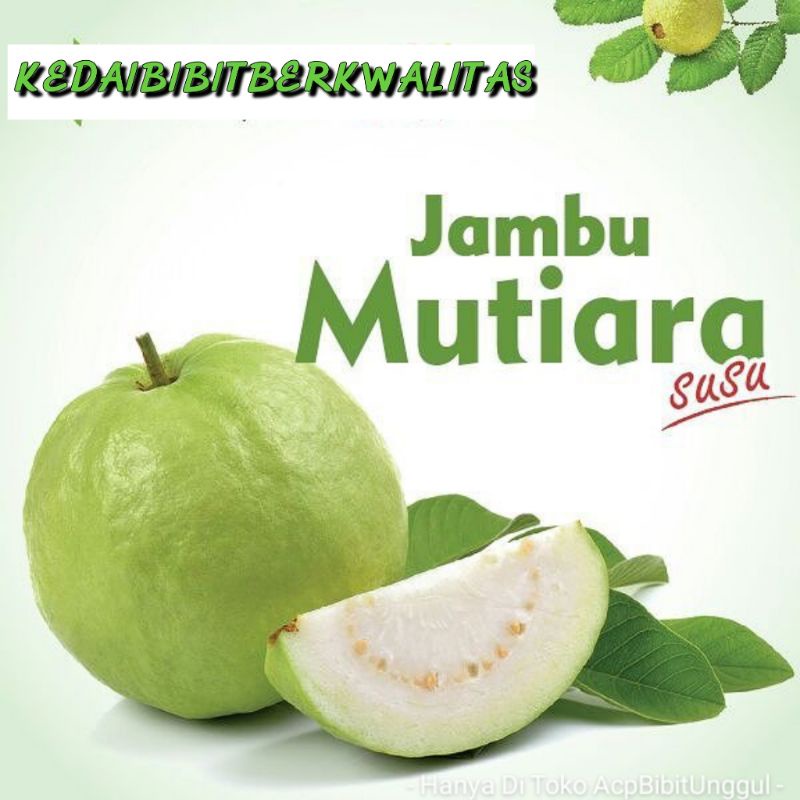 Detail Gambar Jambu Mutiara Nomer 26