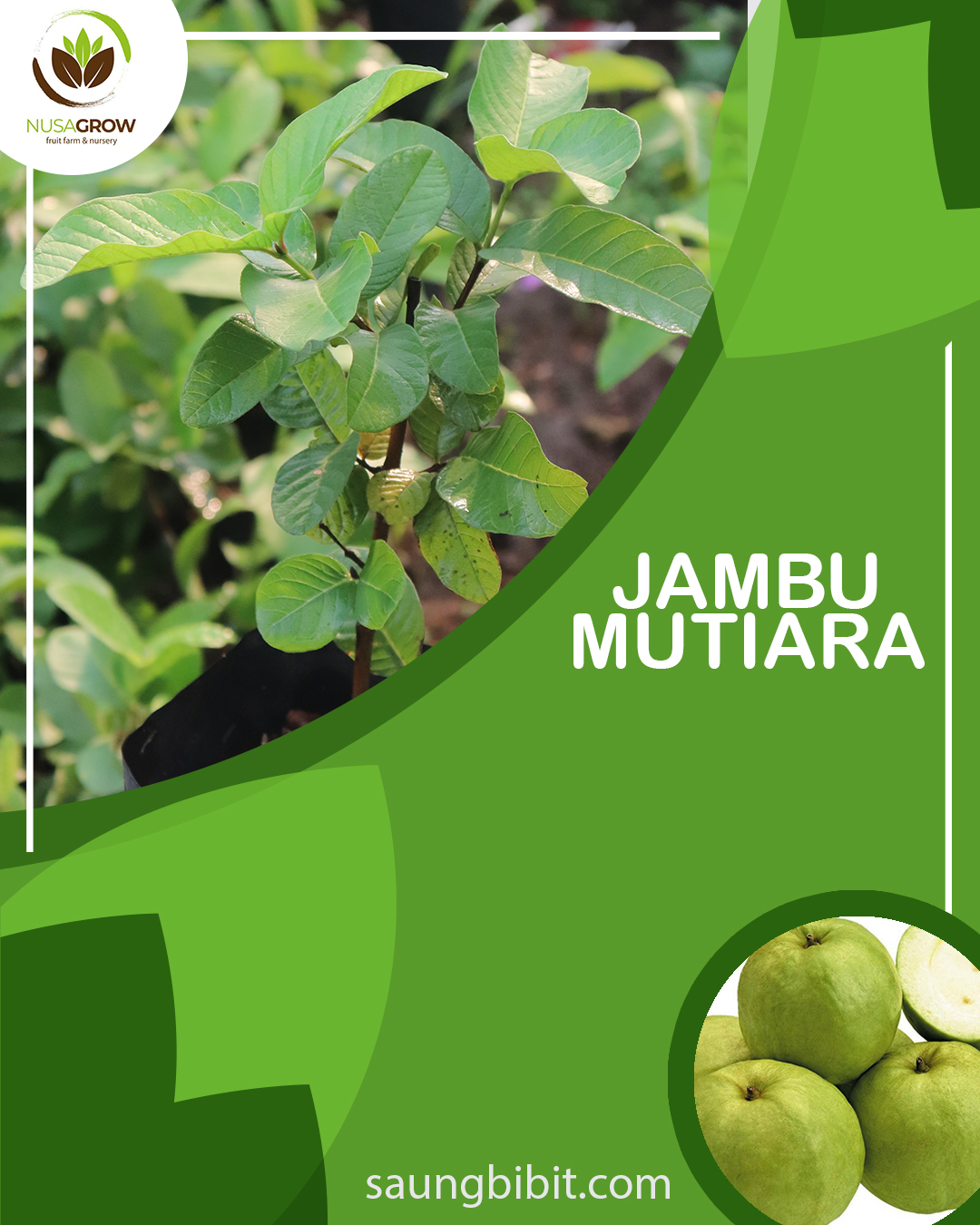 Detail Gambar Jambu Mutiara Nomer 29