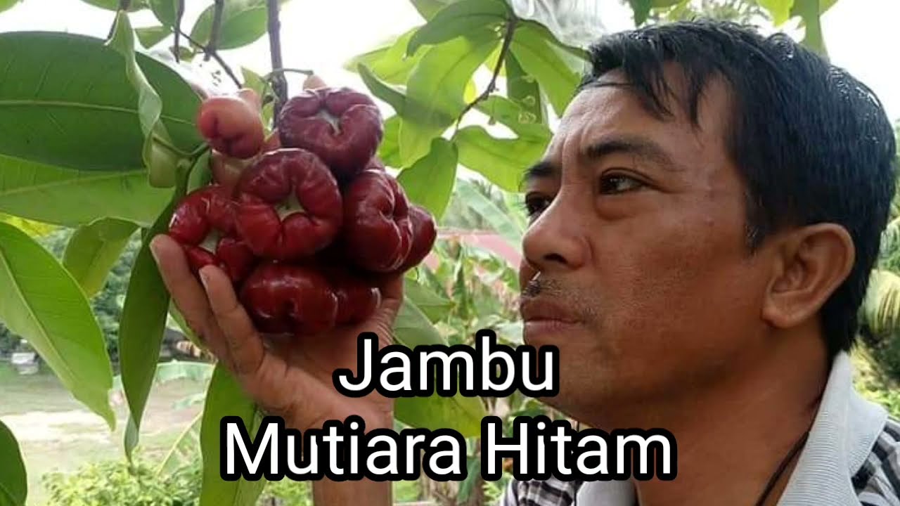 Detail Gambar Jambu Mutiara Nomer 52