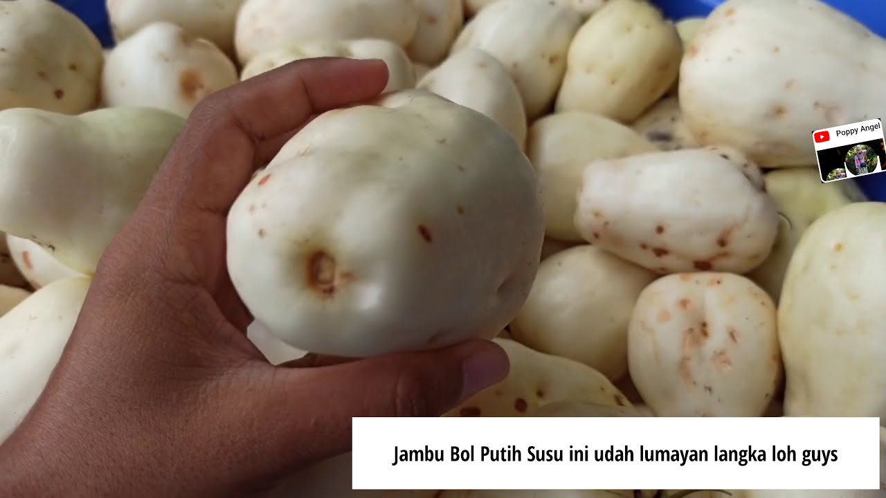 Detail Gambar Jambu Putih Nomer 27