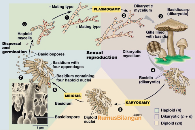 Detail Gambar Jamur Basidiomycota Nomer 12