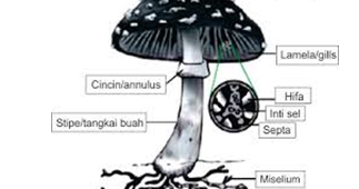 Detail Gambar Jamur Basidiomycota Nomer 42