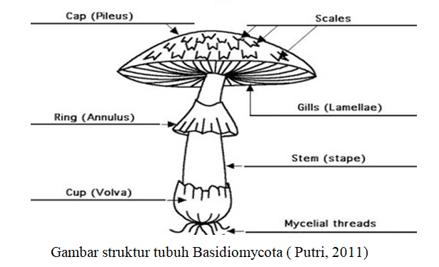 Detail Gambar Jamur Basidiomycota Nomer 9