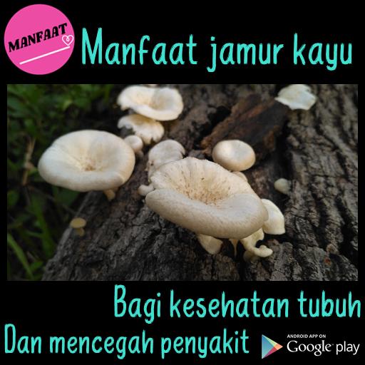 Detail Gambar Jamur Kayu Nomer 36