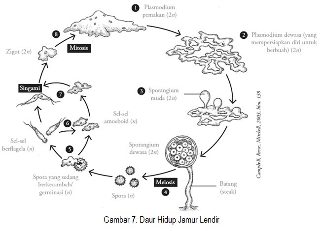 Detail Gambar Jamur Lendir Nomer 16