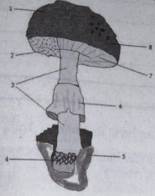 Gambar Jamur Makroskopis - KibrisPDR