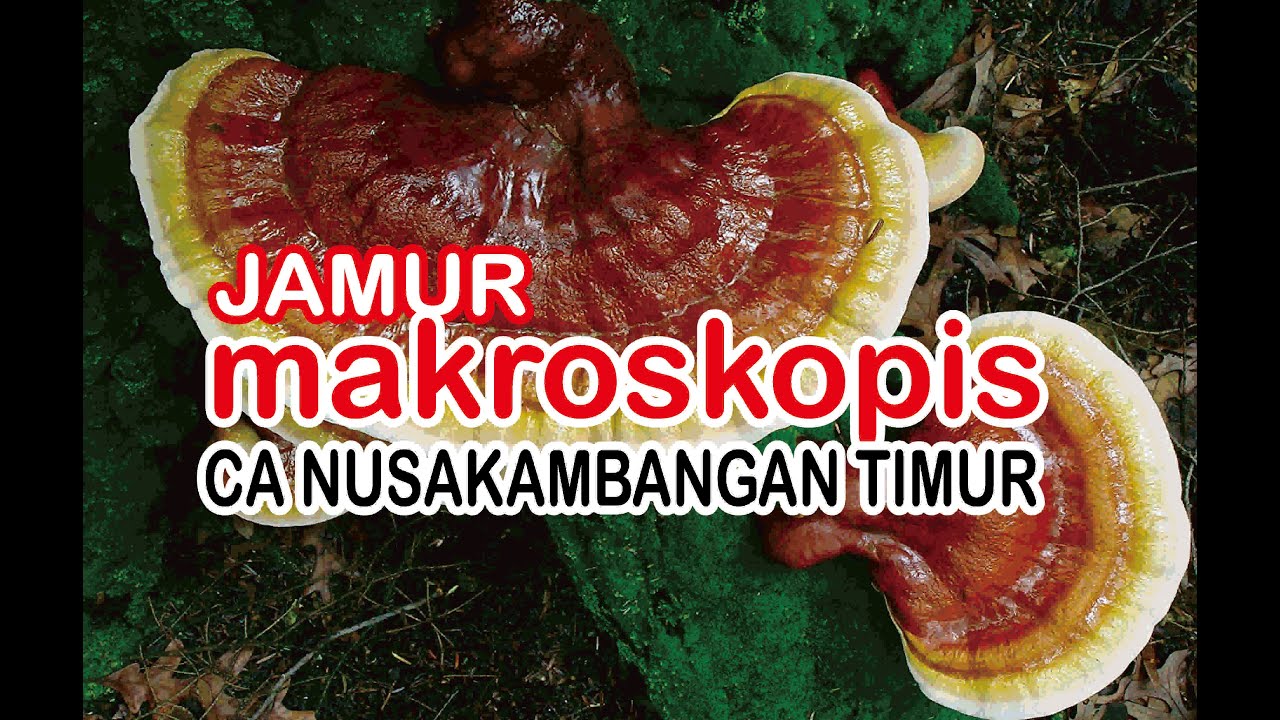 Detail Gambar Jamur Makroskopis Nomer 35