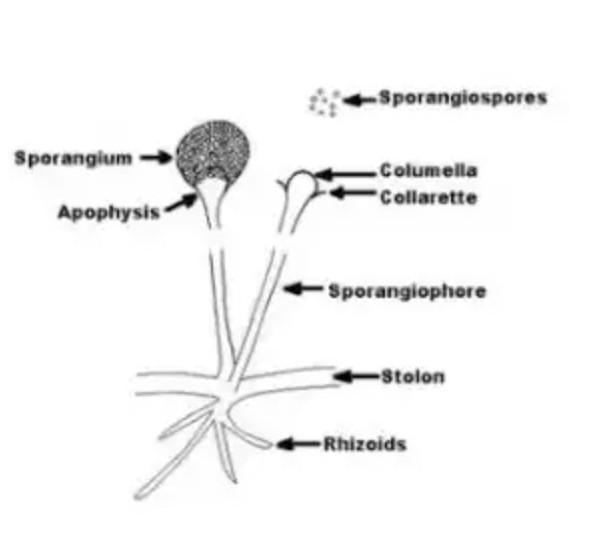 Detail Gambar Jamur Pada Tempe Nomer 10