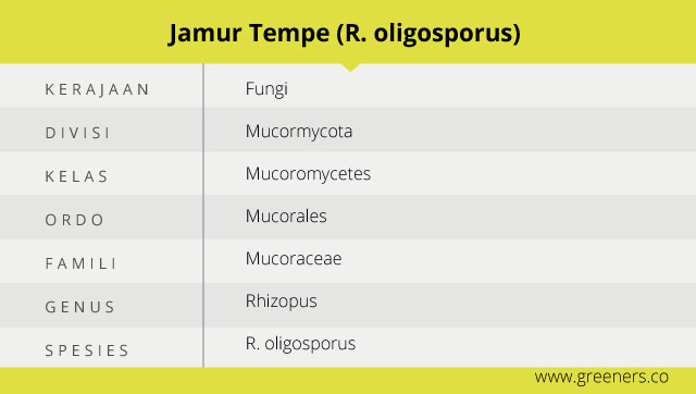 Detail Gambar Jamur Pada Tempe Nomer 28