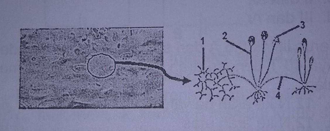 Detail Gambar Jamur Pada Tempe Nomer 40