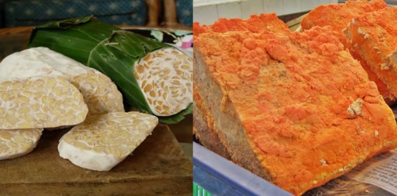 Detail Gambar Jamur Pada Tempe Nomer 43