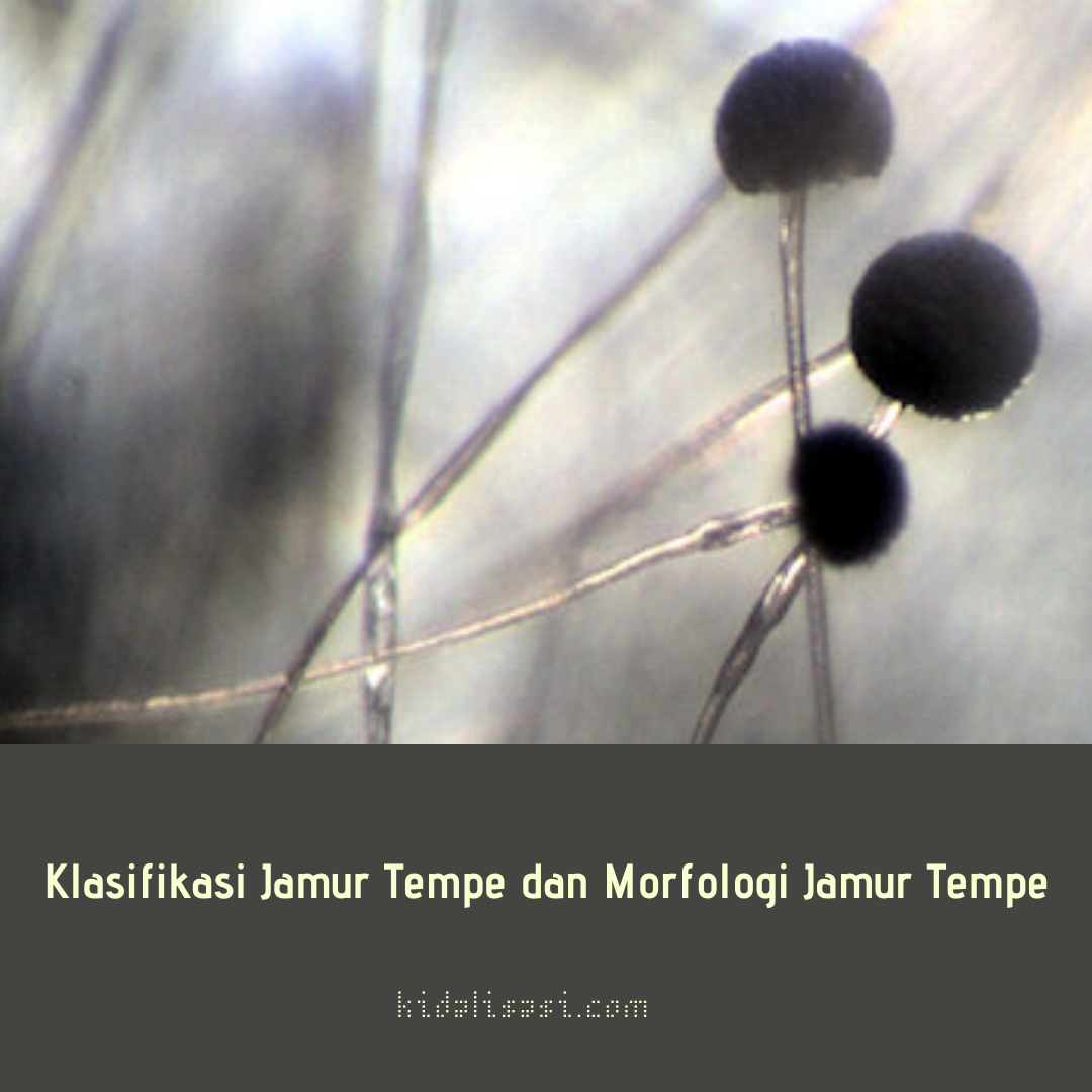 Detail Gambar Jamur Pada Tempe Nomer 6